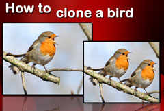 How to clone a bird with Image Dream 